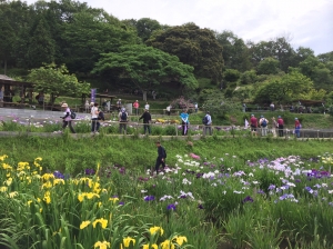 住心院の住職さんが、花菖蒲の見頃を今日にあわせてくださいました。