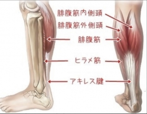 ふくらはぎ(下腿三頭筋)の筋肉