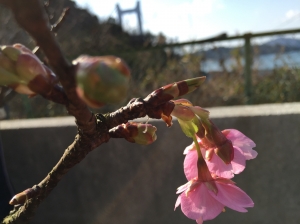 旧鷲羽山駅で、一足早い春を見つけました!