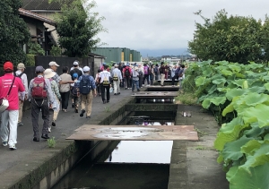 連島のハスの中ー1