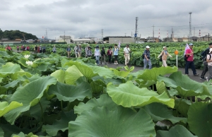 連島のハスの中ー2