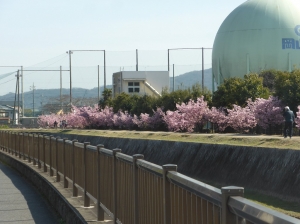 帰りに河津桜を…、満開まではあと少し?