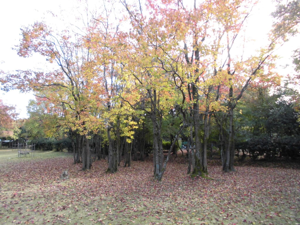 水島緑地福田公園ランニングコース