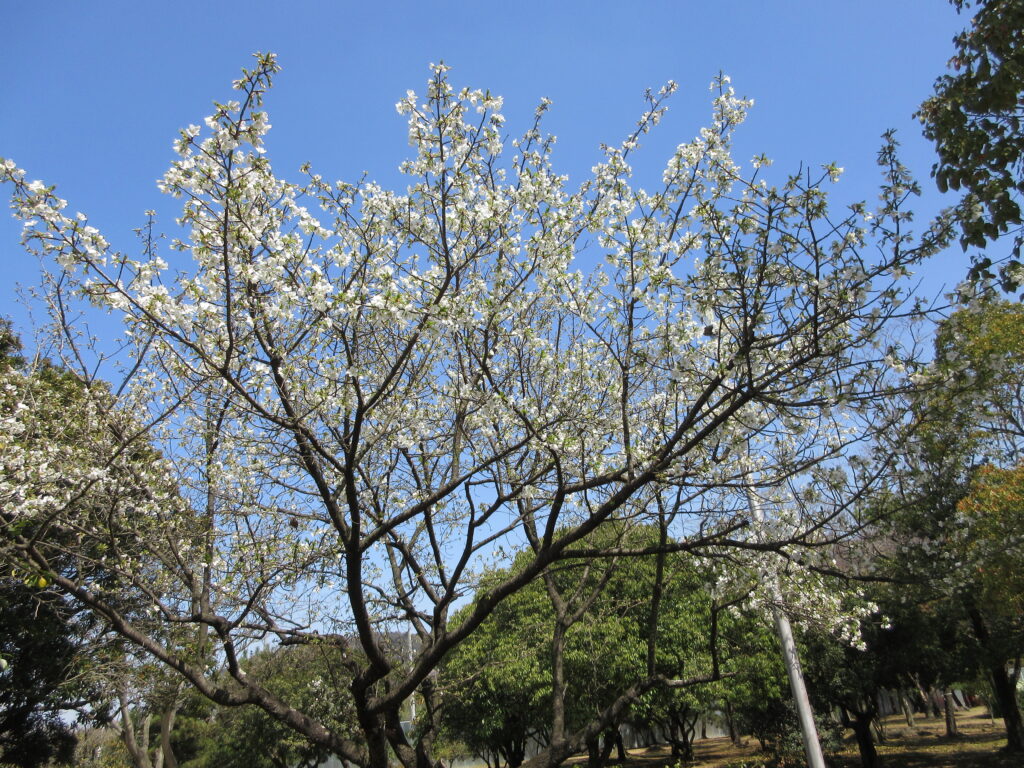 水島緑地福田公園ランニングコース大島桜