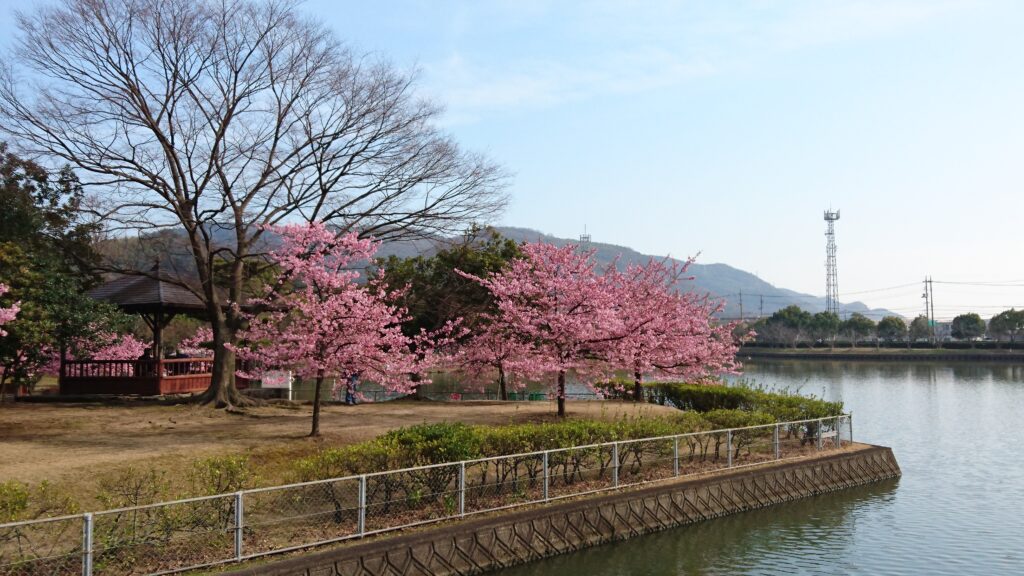 水島緑地福田公園ランニングコース河津桜