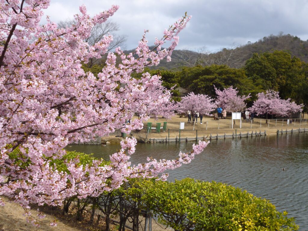 水島緑地福田公園憩いの広場河津桜