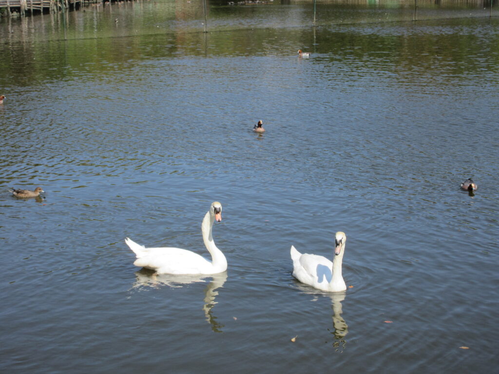 水島緑地福田公園憩いの広場白鳥