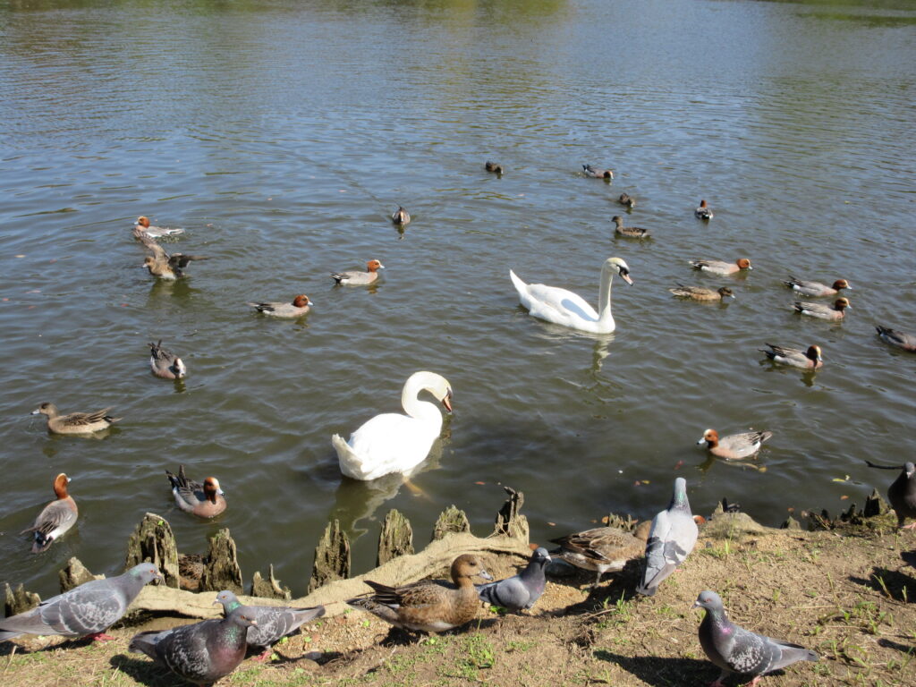 水島緑地福田公園憩いの広場白鳥とカモ