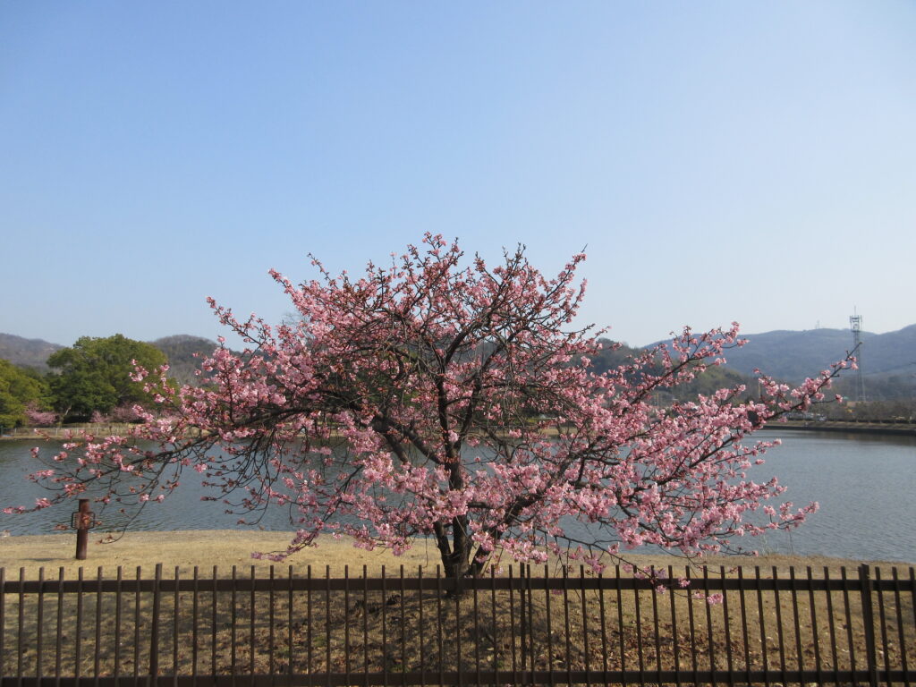 河津桜