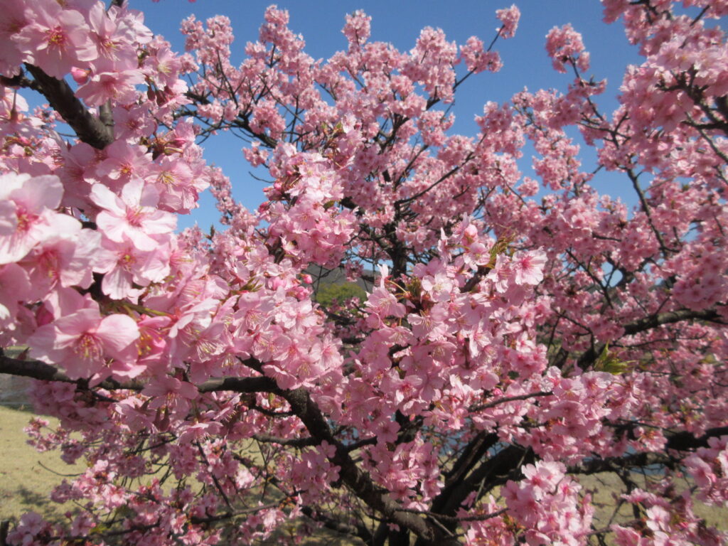 福田公園河津桜