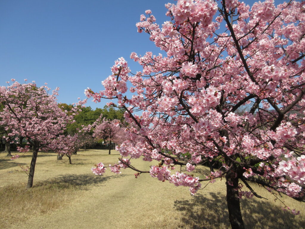 福田公園河津桜