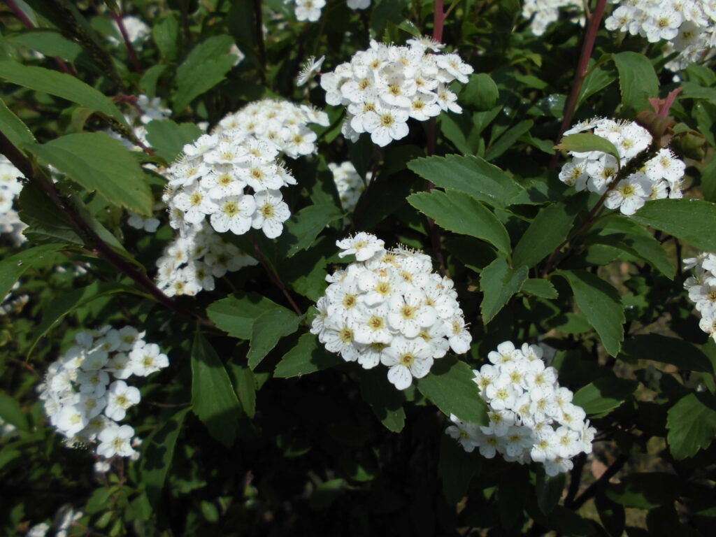 水島緑地福田公園コデマリ