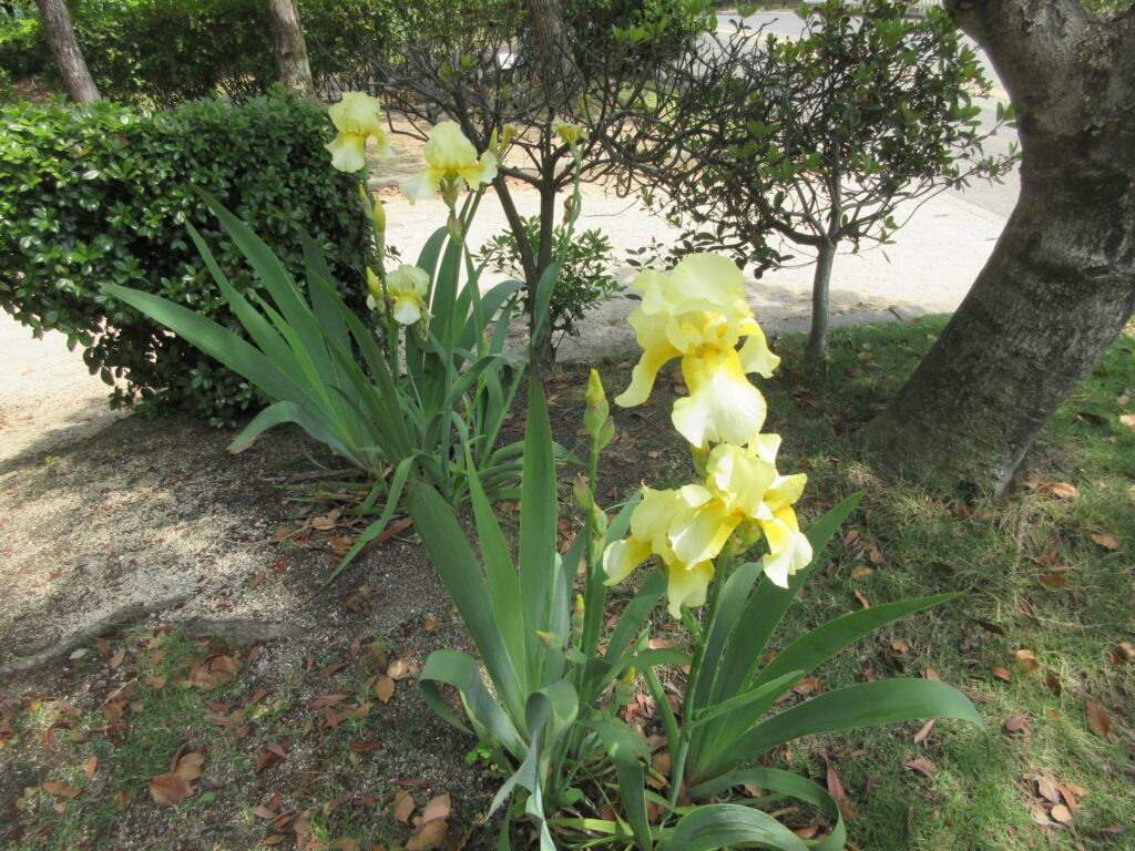 水島緑地福田公園ショウブ