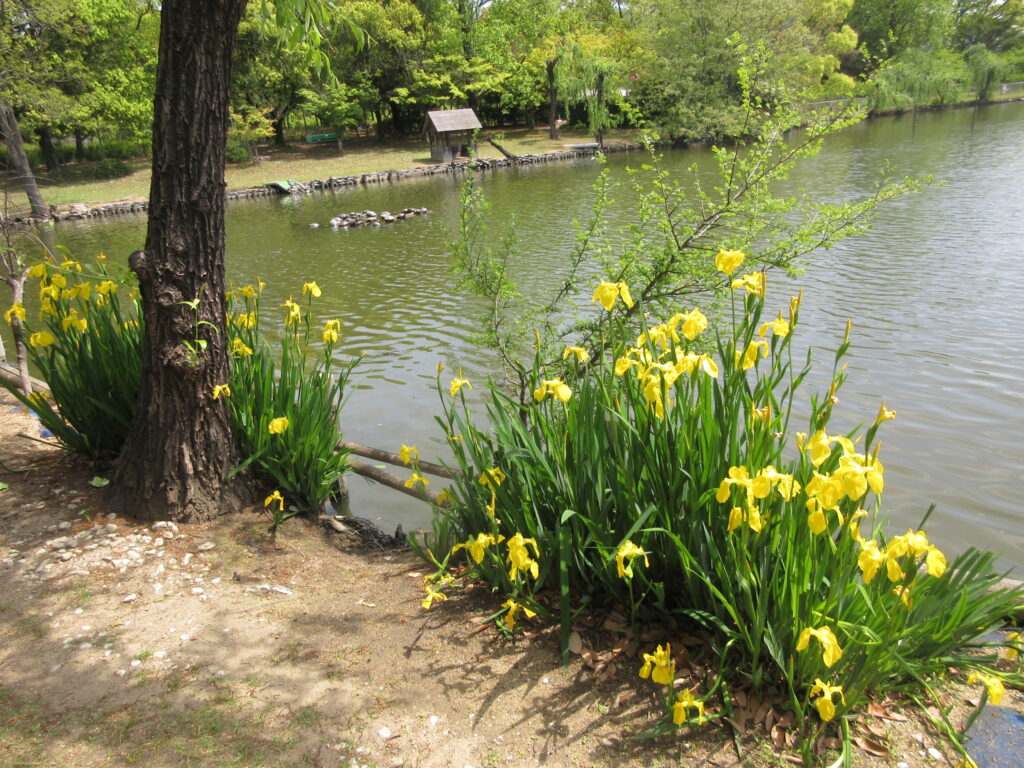 水島緑地福田公園ショウブ