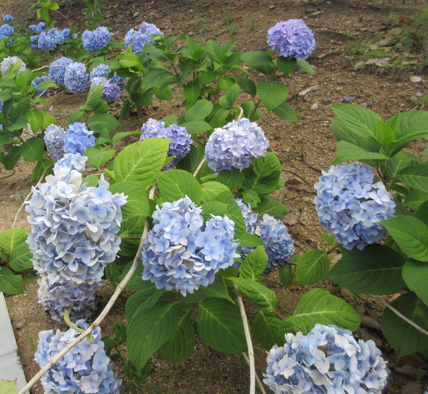 水島緑地福田公園あじさい