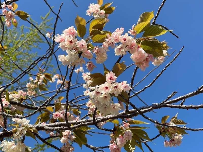 木華佐久比耶比咩神社コースです、桜が少し残ってました