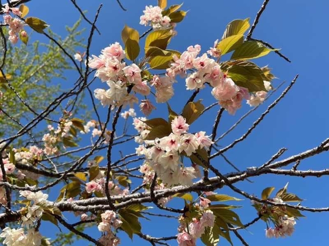 市民歩く日（児島地区）