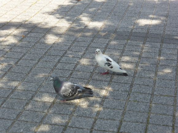 さすが平和の町ヒロシマ！鳩が仲良く会場に♪