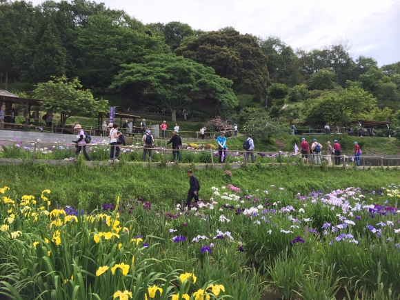 住心院の住職さんが、花菖蒲の見頃を今日にあわせてくださいました。