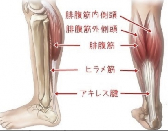 ふくらはぎ（下腿三頭筋）の筋肉