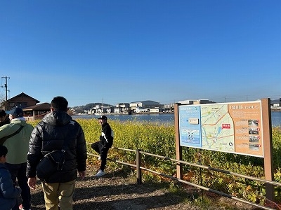 溜川公園では、菜の花がきれいに咲いていました。