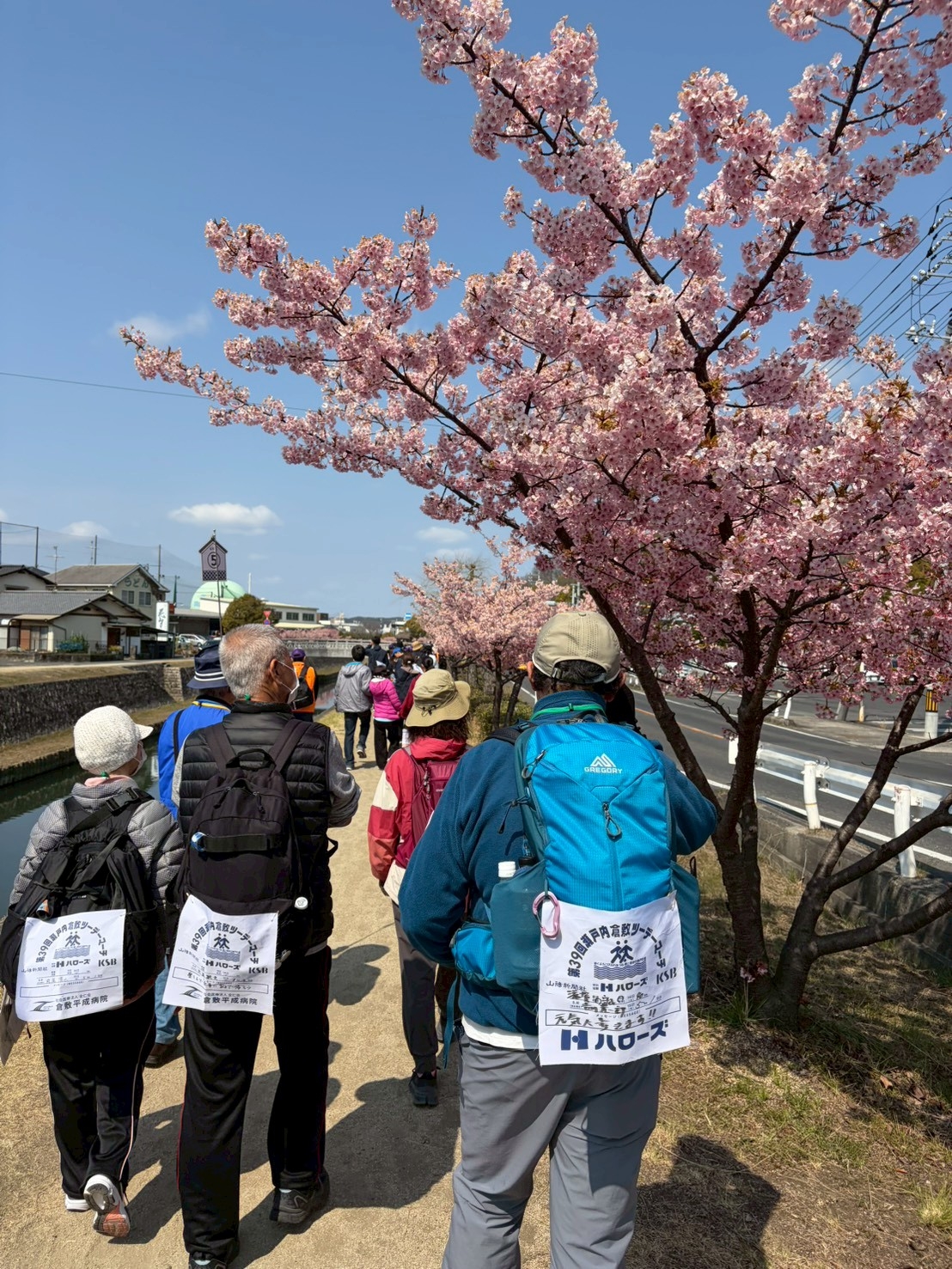 満開の河津桜(美観地区・観光ウォークコース)