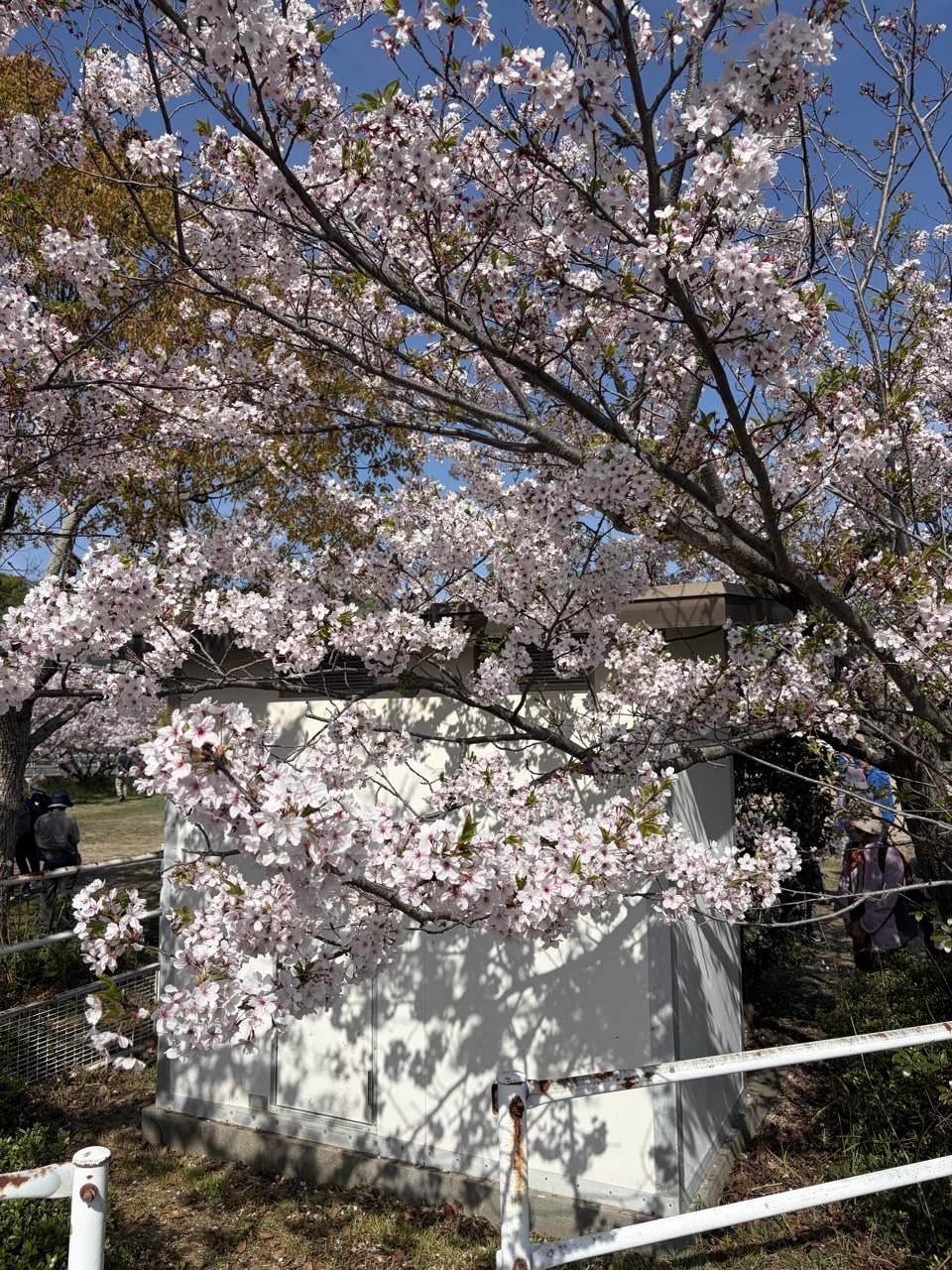 途中、添池公園では桜が散り始めでしたが奇麗です