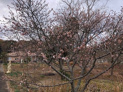四季桜の開花は１週間ほどだそう…ちょうど花が開いていました。