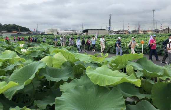 連島のハスの中ー２