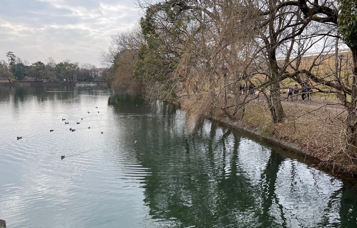 酒津公園です。桜はまだまだですが沢山の鴨がいました