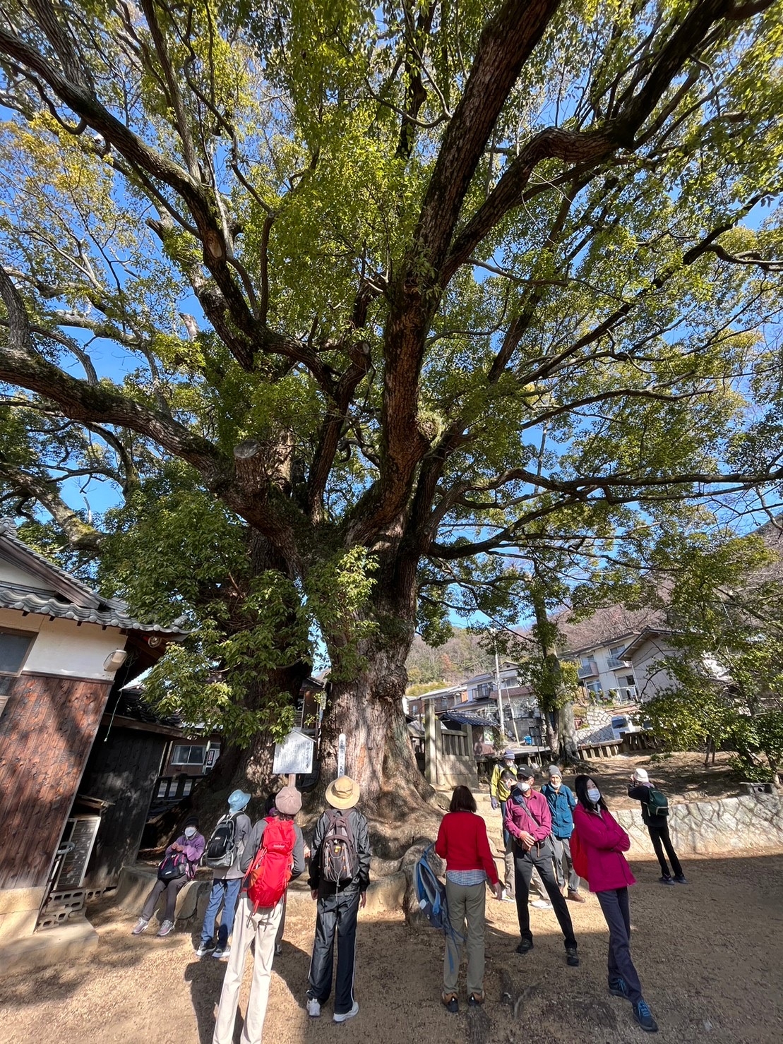 倉敷市指定の天然記念物、樹齢700年のクスノキです！