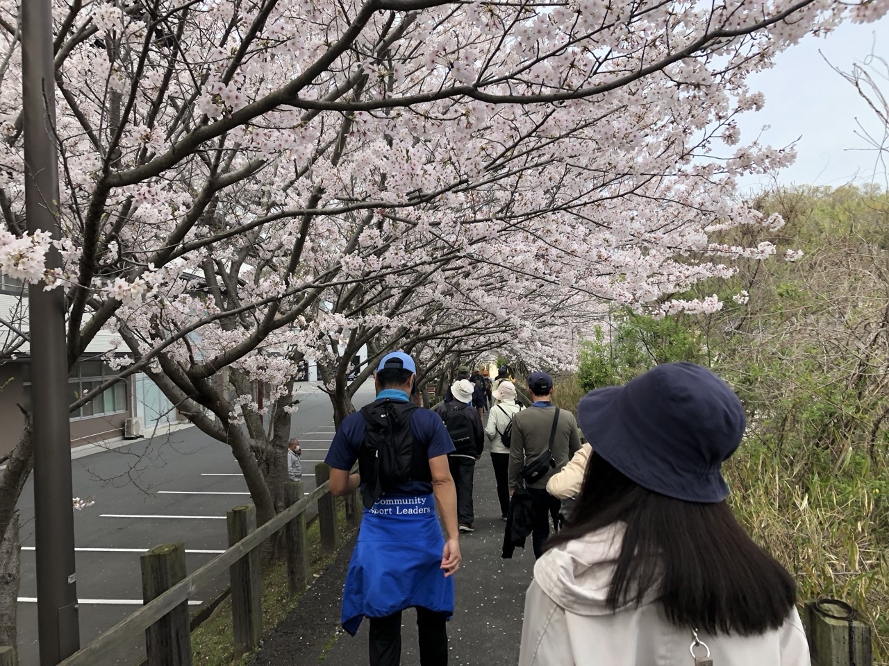 倉敷シティ病院前の桜並木。