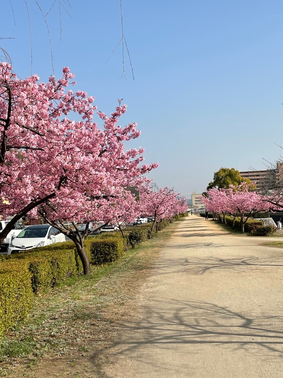 倉敷川の河津桜も満開です。
